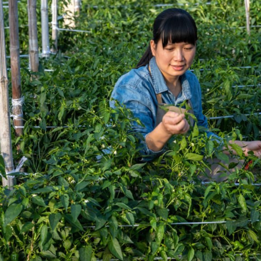 Untitled design - 2026-02-04T113948.393